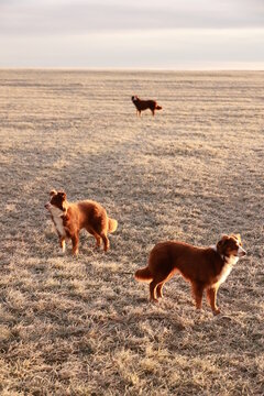 Three dogs are standing in a field of grass