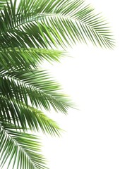 Tropical leaves frame tropical leaf background.