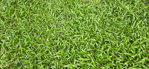 Malaysia Grass, Tropical Carpet Grass is a popular weed used as an ornamental in gardens. Common Carpet Grass (Axonopus compressus) has dark green leaves, grows in clumps, creeps along ground surface.