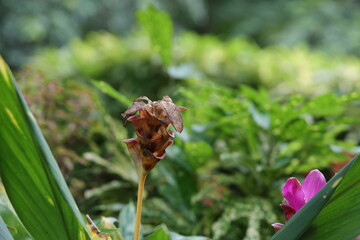 Withered siam Tulip (Curcuma alismatifolia) from rain and sunlight. Dried flowers amidst field of...