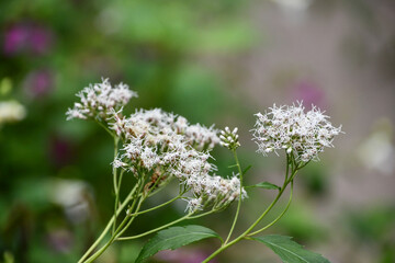 フジバカマ　Thoroughwort