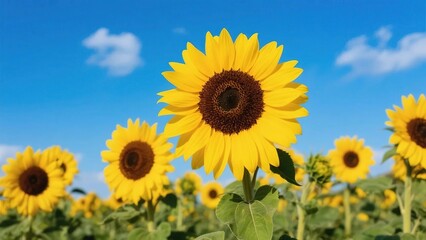 Obraz premium Vibrant Sunflowers in a Field Under a Clear Blue Sky
