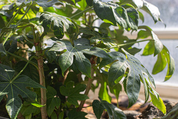 Green leaves of fatsia japonica plant.