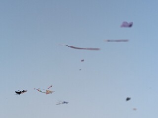 birds in flight