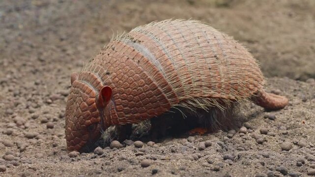 An armadillo walking on dry forest ground. Armored mammal