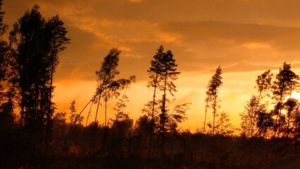 photo sunset sky forest after storm in yellow tones for publication and books beautiful sunsets forest