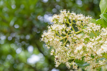 初夏の陽光に輝くサンゴジュの白い花