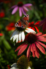 peacock butterly nymphalis io on echinacea flower