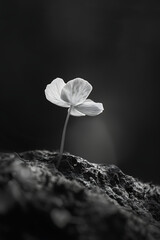 water drops on a flower