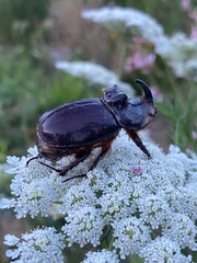rhinoceros beetle