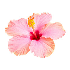  Pink hibiscus flower