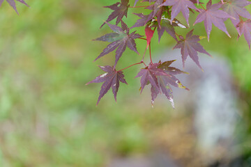 緑背景に映える赤紫色の紅葉