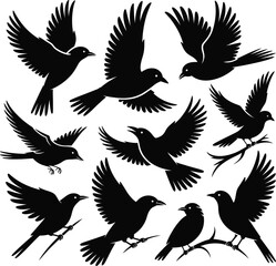 Obraz premium Set of 9 bird silhouettes vector — varied poses including flying, perching, and gliding with detailed feather and beak outlines