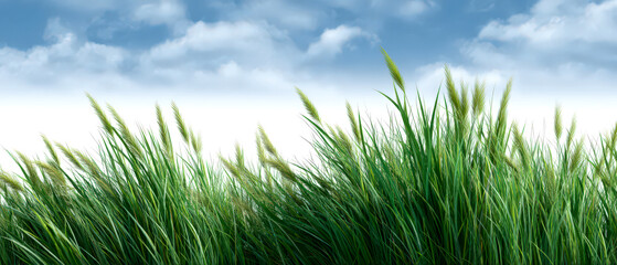 Panoramic Landscape of Lush Green Grass Under Sky