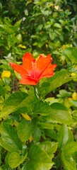Close up shot of  hibiscus flower in the garden.