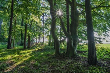 Sonnendurchbruch im Wald