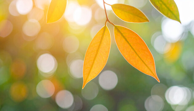 Orange leaf gently drifting in garden. Autumn calm and natural change. Peaceful seasonal transition
