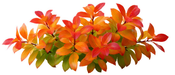 Colorful Autumn Leaves in Vibrant Orange and Red Tones Isolate on Transparent Background, cutout, png