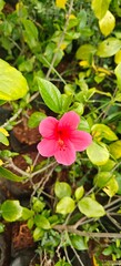 Close up shot of  hibiscus flower in the garden.