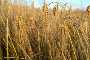 Fototapeta premium Close-up image of golden wheat ears gently bending under the morning sun. This image conveys a sense of rich harvest, natural beauty, and the tranquility of a rural landscape.