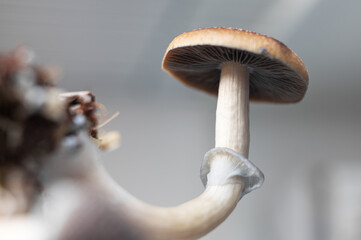 Psilocybe Cubensis Magic Mushroom Growing Gills Visible Underside Psilocybin Natural Cultivation