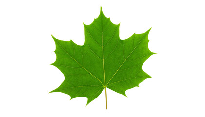 Fototapeta premium Vibrant Green Maple Leaf: Nature Photography, Close-up Detail, Botanical Illustration