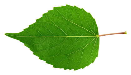 Vibrant Green Leaf: Close-up of a Single Aspen Leaf on White Background
