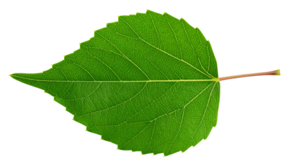 Vibrant Green Leaf: Close-up of a Single Aspen Leaf on White Background