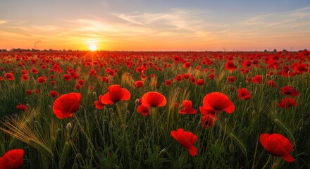 Fototapeta premium Sunset over a field of red poppies with a beautiful sky and some green grass