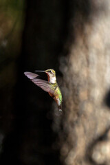 Ruby throated hummingbird feeding pllenating around feeder. 