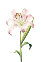 Fototapeta premium Lily blossom flower plant.