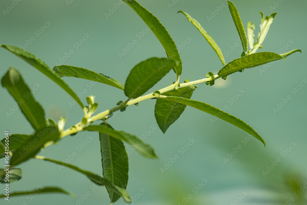 Canvas Prints a green leafy branch with a few bugs on it