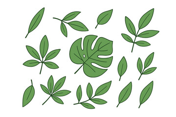 Green leaf collection, hand drawn botanical illustration. Tropical foliage set, assorted nature leaves, Monstera and assorted greenery, eco graphic design, garden, forest, natural element vector