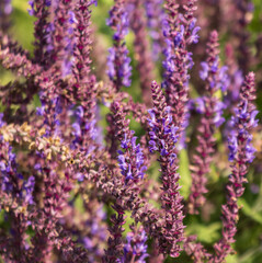 Obraz premium A bunch of purple flowers with green leaves