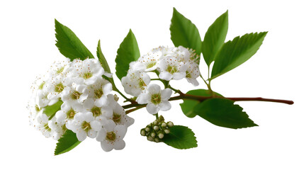Spiraea Branch's Exquisite Bloom: A close-up shot captures the beauty of a Spiraea branch, showcasing delicate clusters of tiny white flowers complemented by vibrant green leaves.