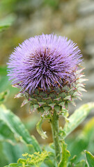 Globe Artichoke plant in full bloom, Derbyshire England
