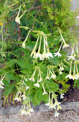 Jasmine Tobacco blooms, Derbyshire England
