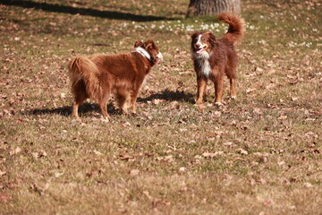 Two dogs are standing in a field of brown grass and leaves