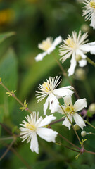Macro side view of Clematis Paul Farges blooms, Derbyshire England

