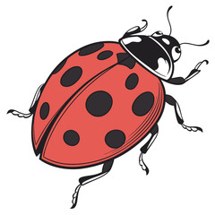 Obraz premium ladybird vector illustration