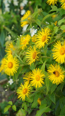 Side view of Elecampane flowers, Derbyshire England

