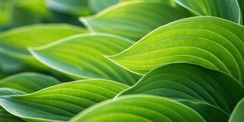 Close up of lush green hosta leaves with gentle curves and veins