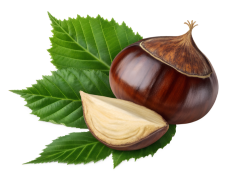 Fresh chestnut with green leaves isolated on transparent background - Powered by Adobe