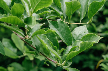 Raindrops on magnolia tree with green leaves after flowering season. Selective focus. Leafy rainy content.