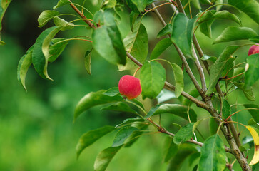 Small delicate red paradise apples with green leaves on blurred garden background. Harvest concept.