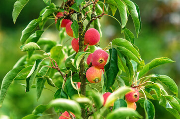 Many delicate red paradise apples with green leaves on blurred garden background. Harvest concept.