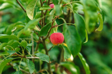 Small delicate red paradise apples with green leaves on blurred garden background. Harvest concept.