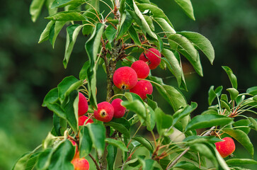 Many delicate red paradise apples with green leaves on blurred garden background. Harvest concept.