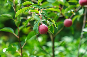 Small delicate red paradise apples with green leaves on blurred garden background. Harvest concept.