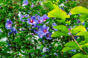 Blue hibiscus flowers with buds. Hibiscus syriacus or Rose of Sharon. Low angle view.